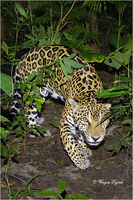 Jaguar 110 by Dr. Wayne Lynch ©